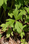 Tall thimbleweed